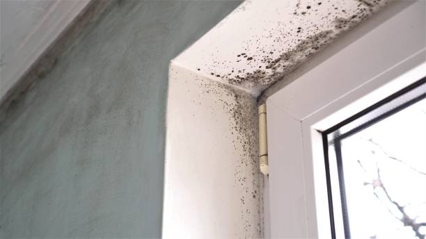 Best Toxic Mold Removal  in Reno, TX