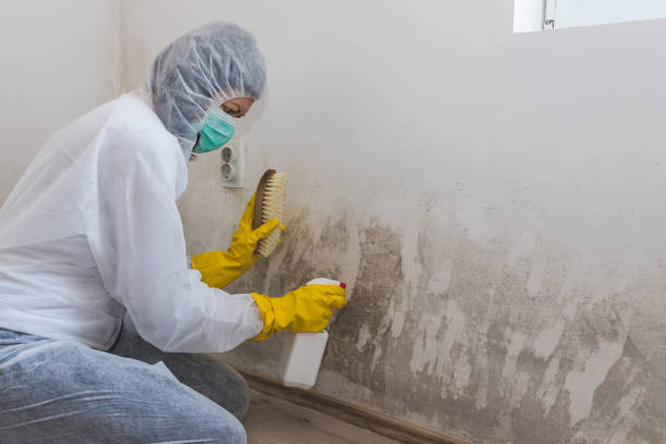 Best Mold Damage Repair  in Reno, TX