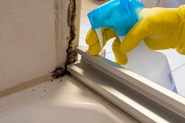 Best Mold Removal Company Near Me  in Reno, TX