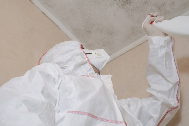 Home Mold Removal in Reno, TX