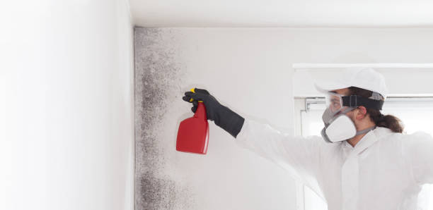 Best Fast Mold Removal  in Reno, TX