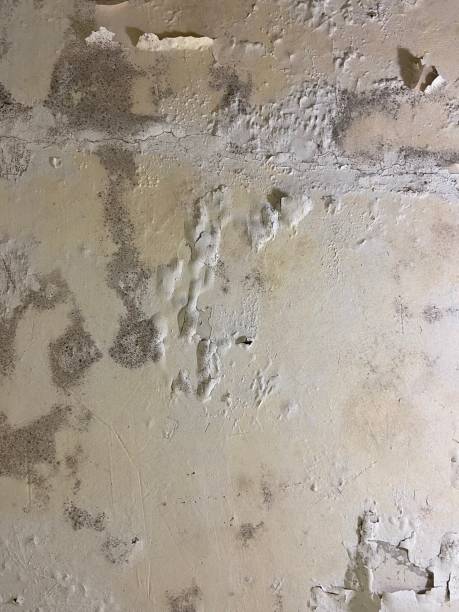 Best Professional Mold Removal  in Reno, TX