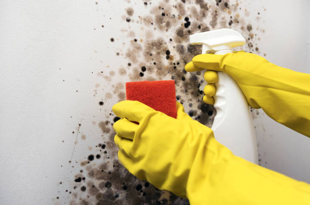 Best Emergency Mold Removal  in Reno, TX