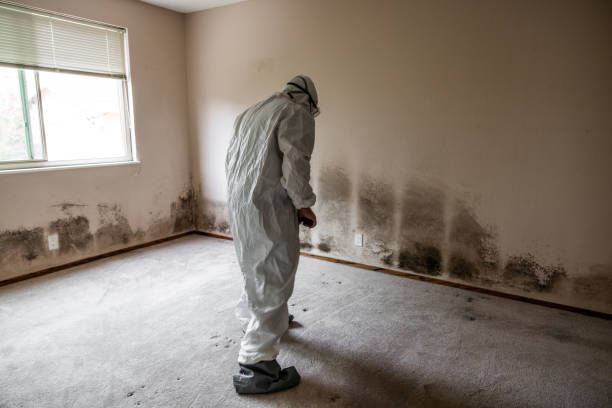 Best Professional Mold Removal  in Reno, TX