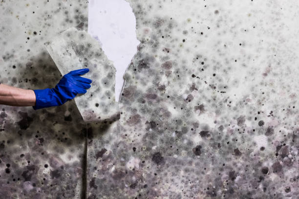 Best Same-Day Mold Removal  in Reno, TX