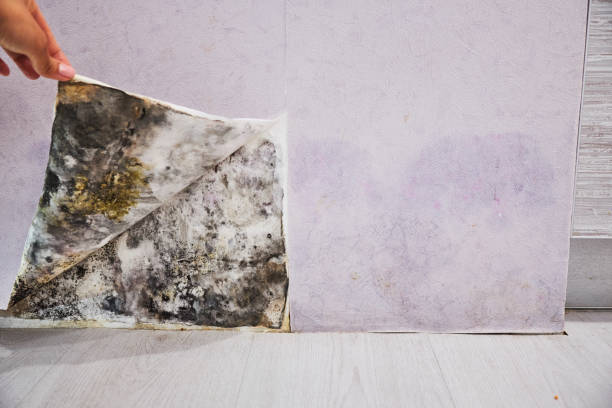 Best Professional Mold Removal  in Reno, TX